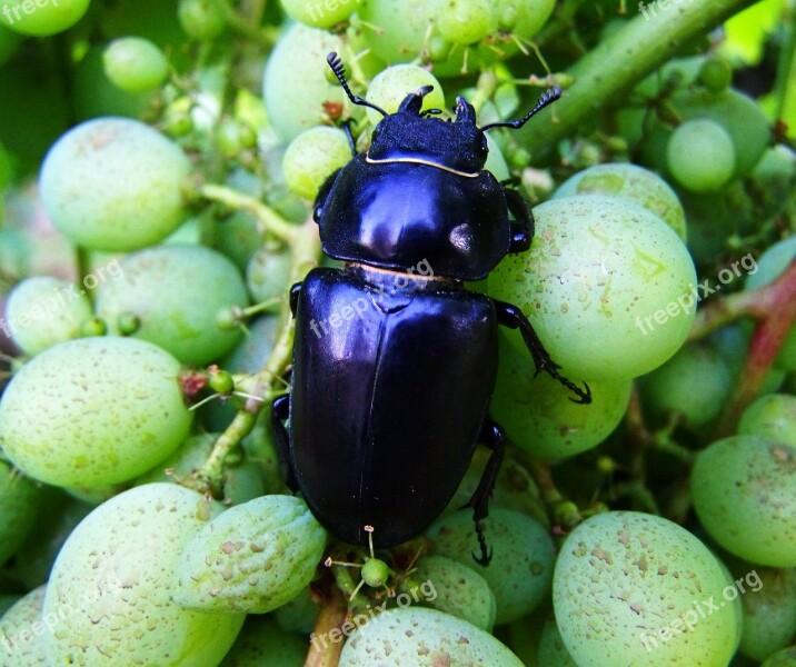 Stag-beetle Feminine Insect Free Photos