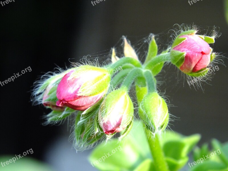 Geranium Bud Pink Spider Web Flowers