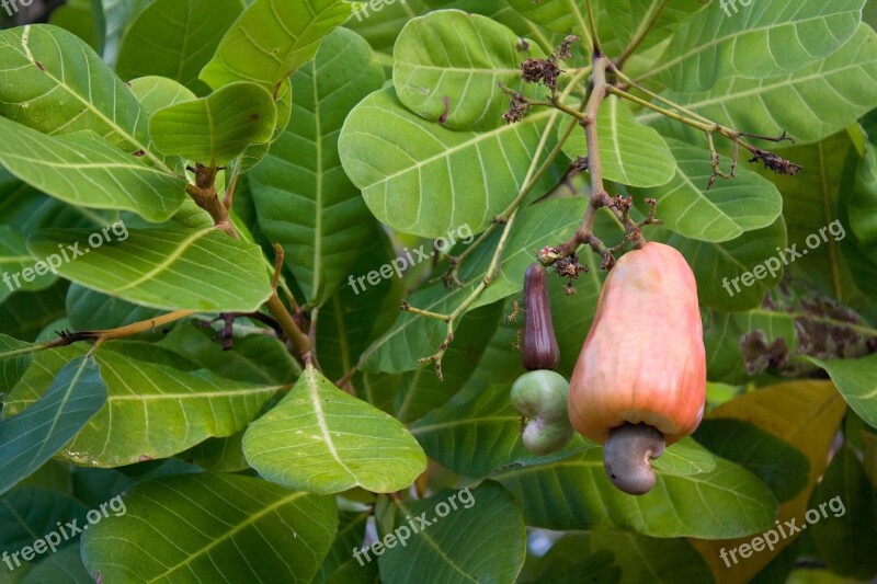 Cashew Nut Cashew Tree Cashew Tropical Tree Tropics