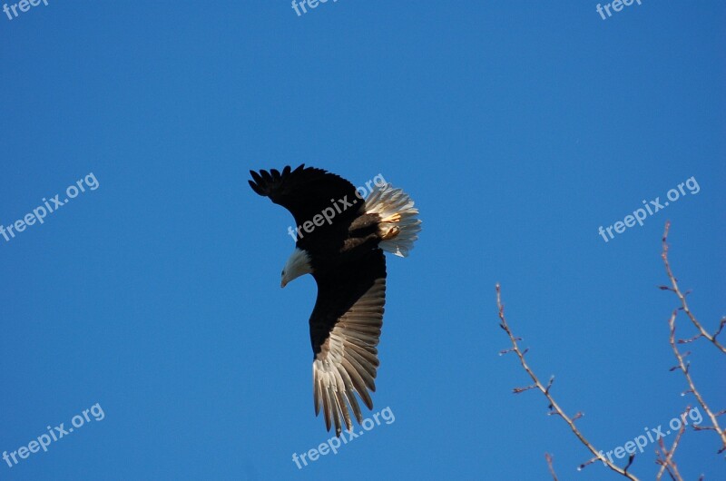 Eagle Flight Bird Majestic Bald