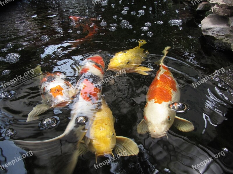 Orange Yellow Gold Koi Fish