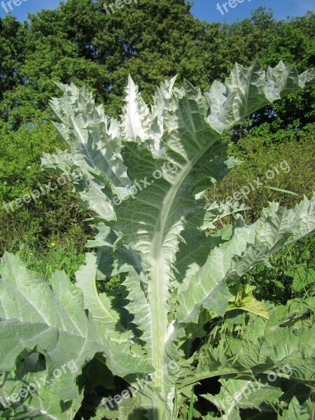 Onopordum Acanthium Scotch Thistle Cotton Thistle Thistle Flora