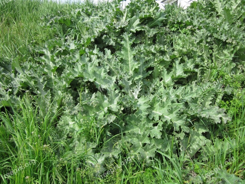 Onopordum Acanthium Cotton Thistle Scotch Thistle Flora Botany