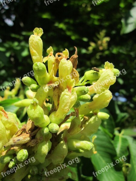 Aesculus Flava Yellow Buckeye Common Buckeye Sweet Buckeye Tree