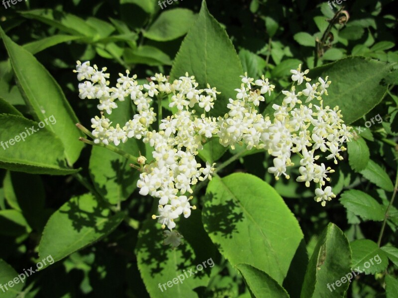 Sambucus Nigra Elder Elderberry Black Elder European Elder