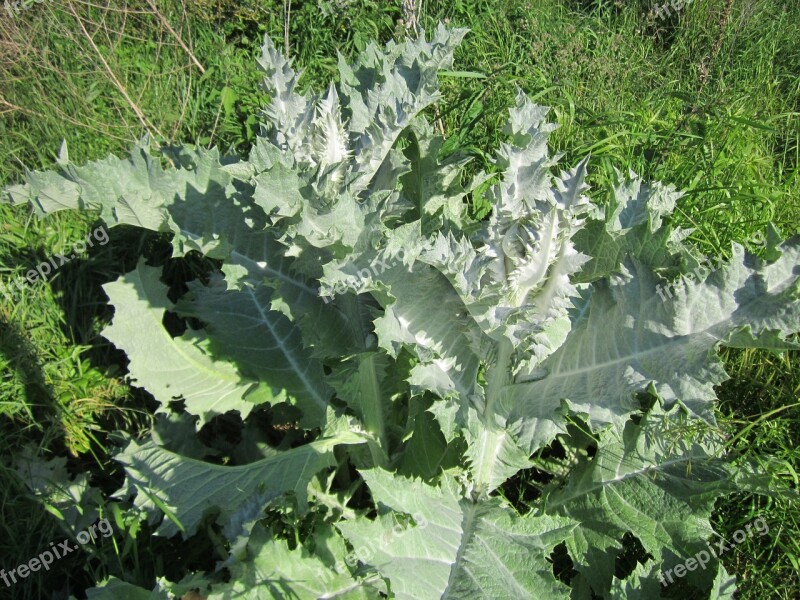 Onopordum Acanthium Scotch Thistle Cotton Thistle Thistle Flora