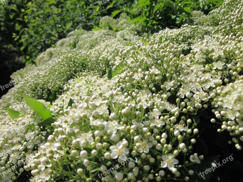 Pyracantha Coccinea Firethorn Shrub Tree Botany