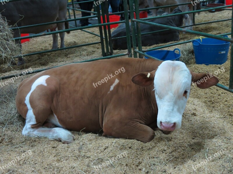 Cow Farm Cattle Ranching Free Photos