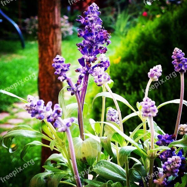 Sage Plants Violet Nature Garden