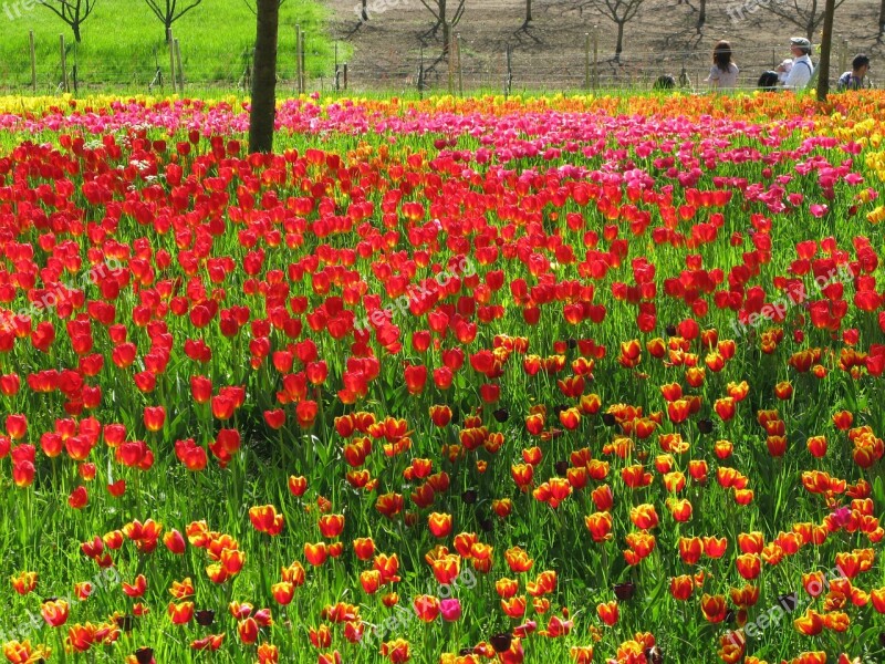 Field Of Flowers Meadow Tulips Blütenmeer Free Photos