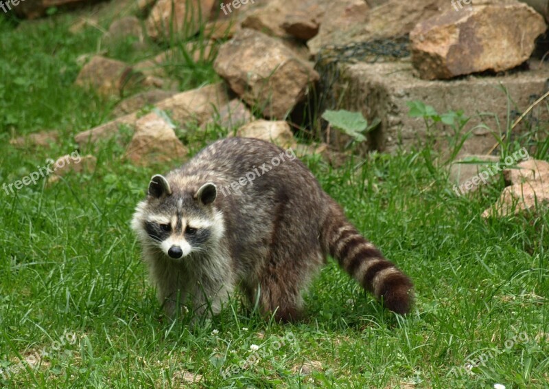 Raccoon Animal Fur Furry Animal World