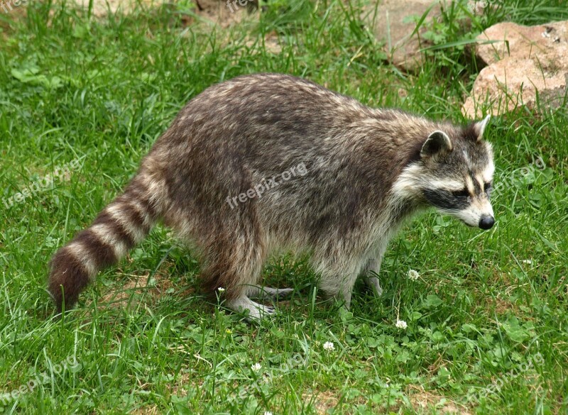 Raccoon Animal Fur Furry Animal World