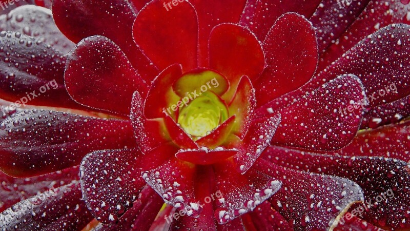 Flowers Nature Crespo Macro Water