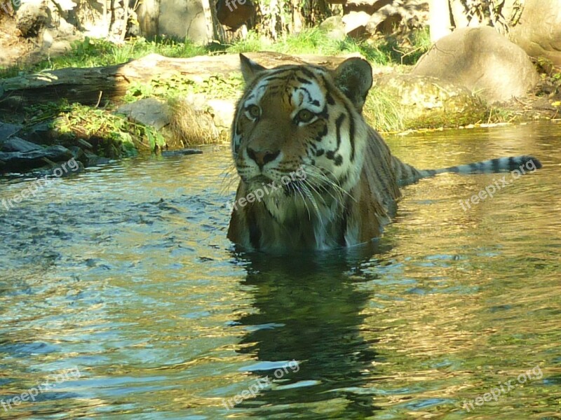 Tiger Water Predator Zoo Big Cat