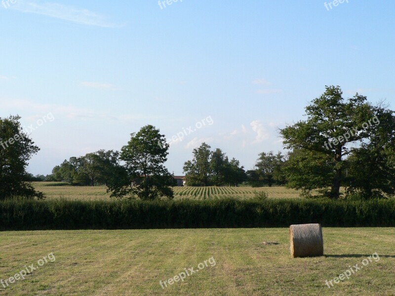 Field Hay Bales Bales Of Hay Agriculture Nature