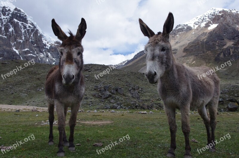 Donkeys Adventure Peru Nature Landscape