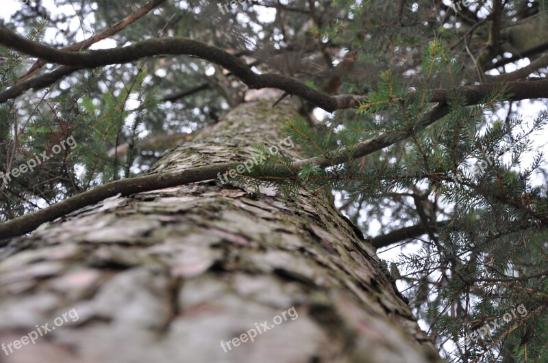 Spruce Tree Fir Nature Trunk