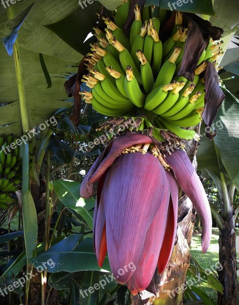 Bananas Blossom Bloom Fruits Green