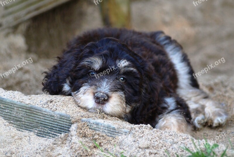 Puppy Aussiedoodle Young Dog Dog Small