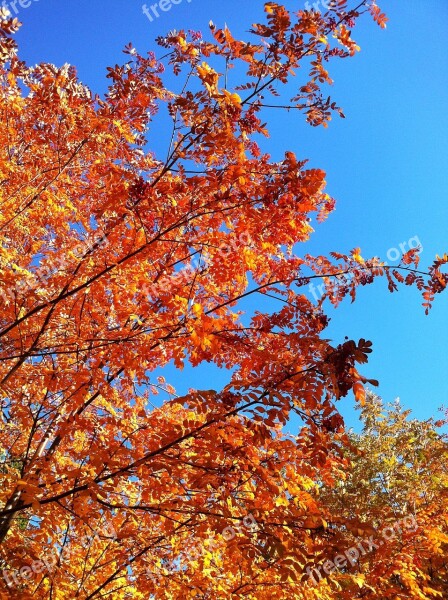 Golden Autumn Blue Sky Autumn Forest Free Photos