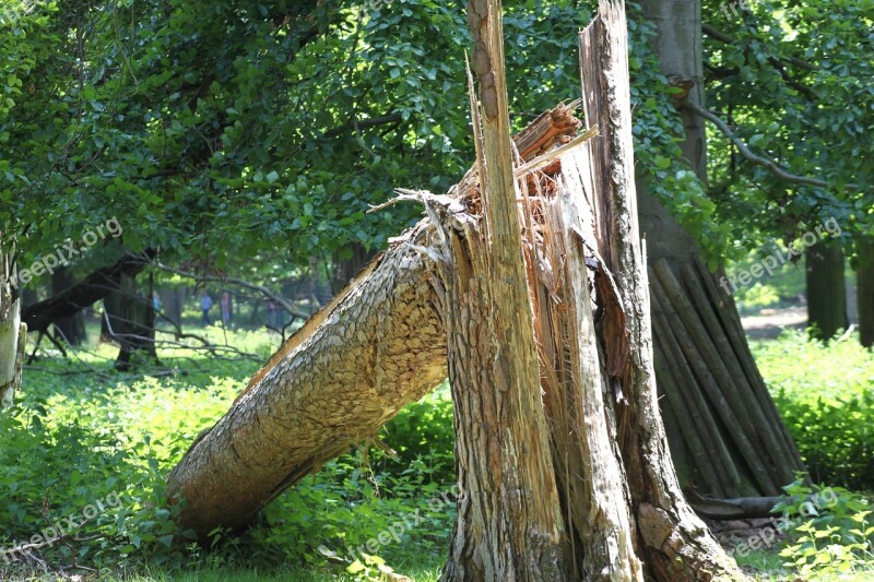 Tree Forest Nature Landscape Branch Branches