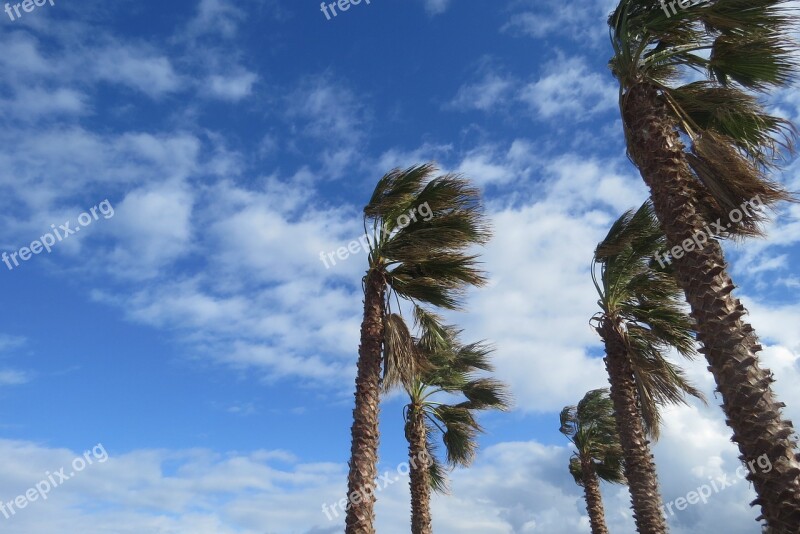 Wind Sky Palm Tree Nature Blue