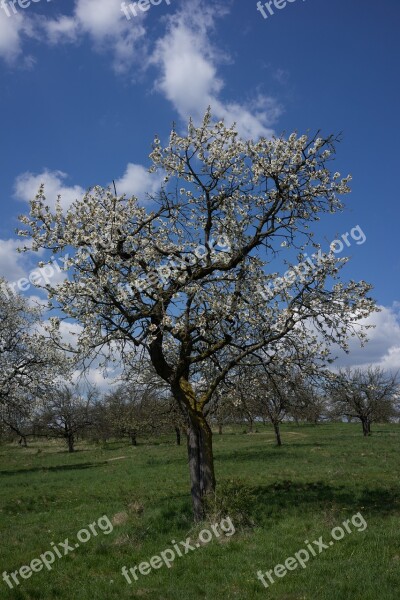 Spring Tree Flower Country The Sky