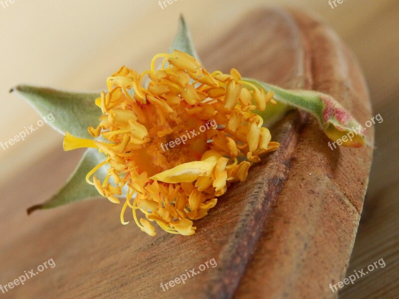 Rose Blossom Flower Stamen Leaf