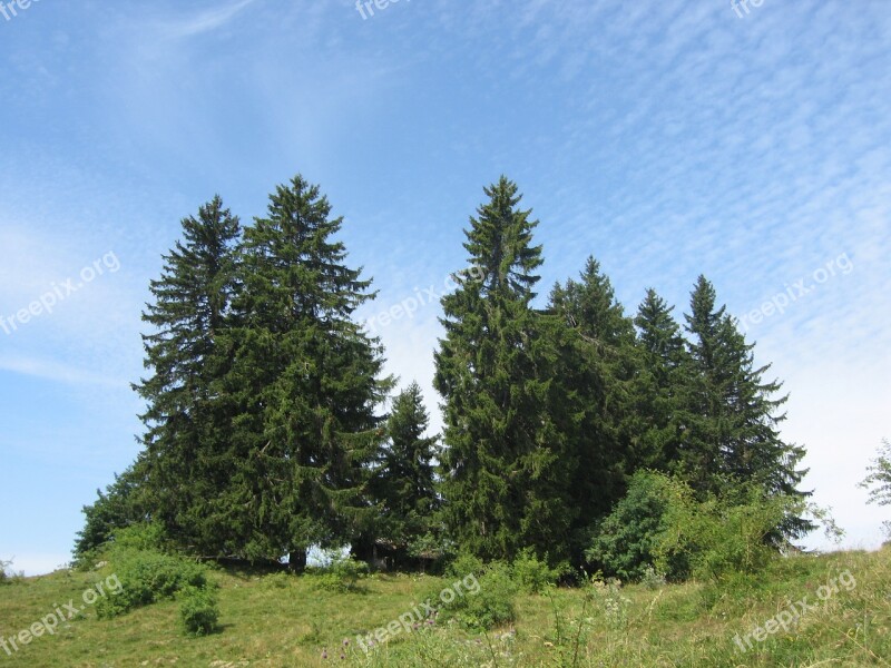 Fir Sky Trees Nature Green