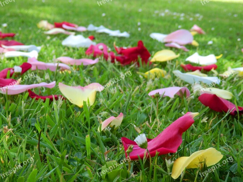 Rose Petal Grass Spring Summer