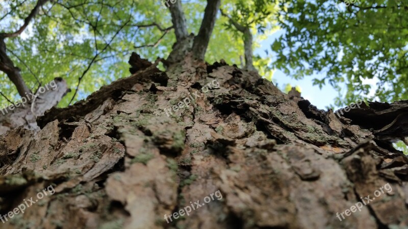 Tree Looking Up Canopy Nature Branch