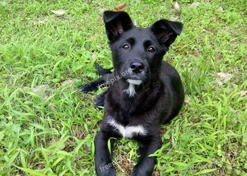 Black Dog Animal Grassland The Eye