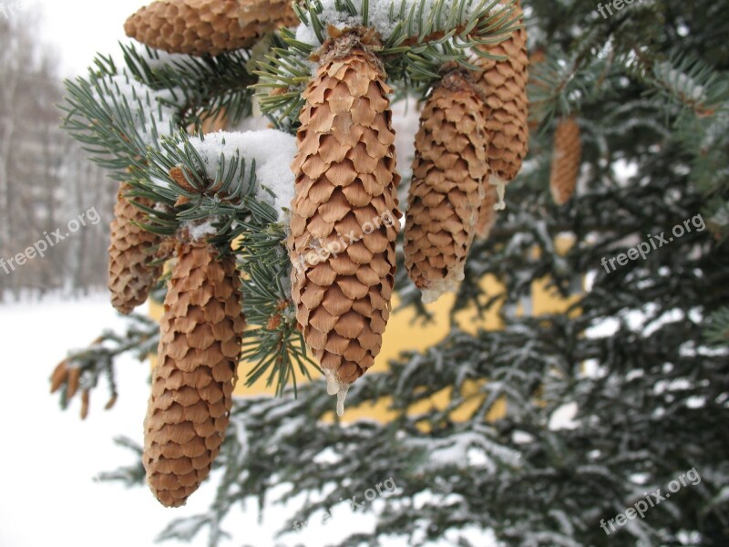 Kazan Forest Winter Russia Free Photos