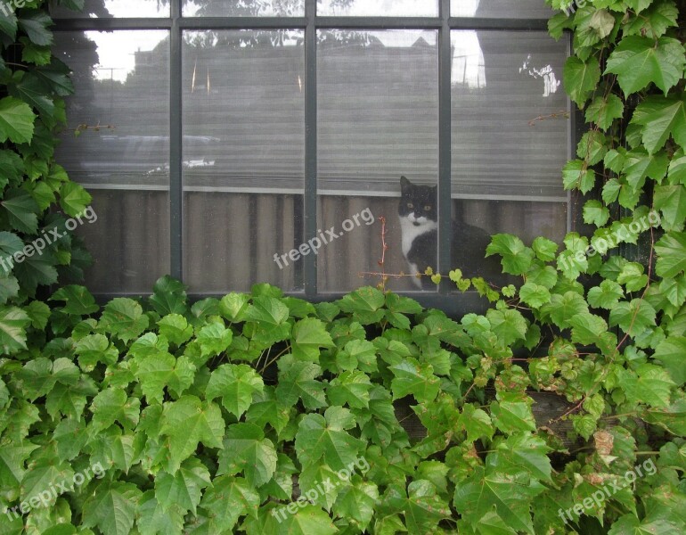 Black White Cat Window Looking