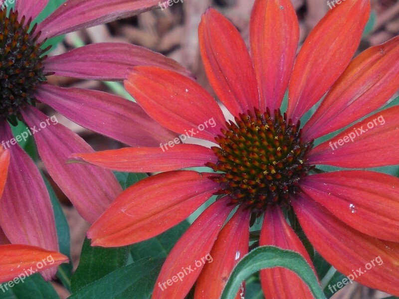 Coneflower Cone Flower Nature Plant