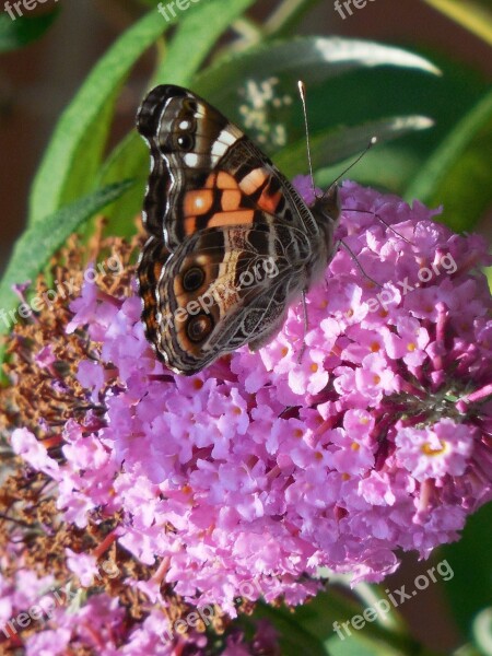 Insect Butterfly Fly Colorful Wing