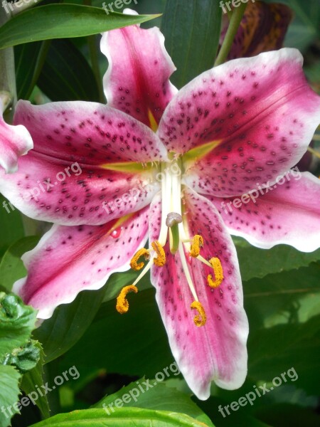 Asiatic Lily Lily Garden Plant Asiatic