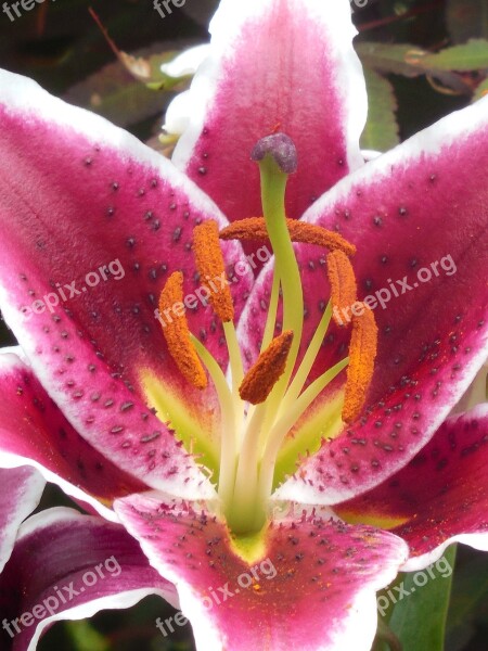 Asiatic Lily Lily Garden Plant Asiatic