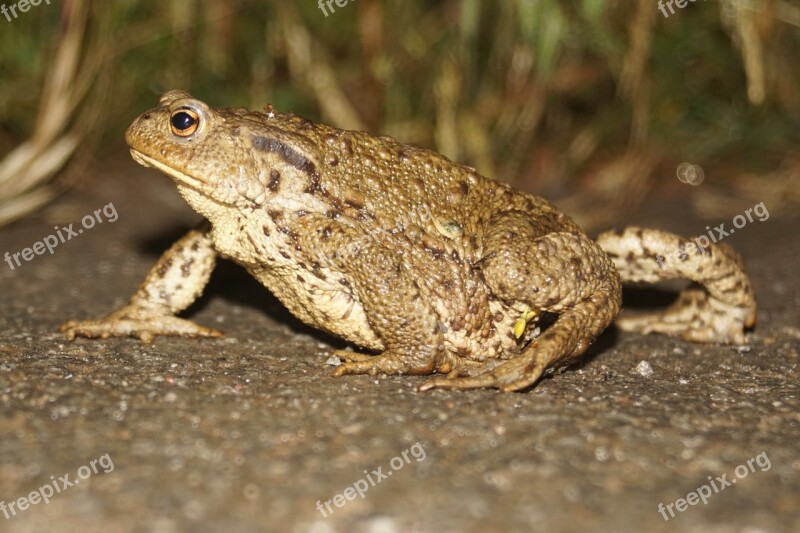 Common Toad Toad Animal World Amphibian Nature