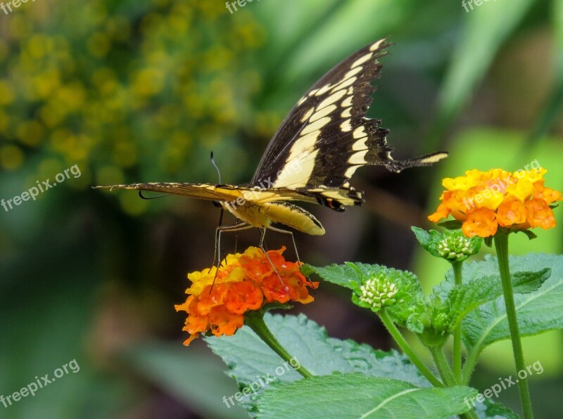 Butterfly Insect Close Up Wing Probe