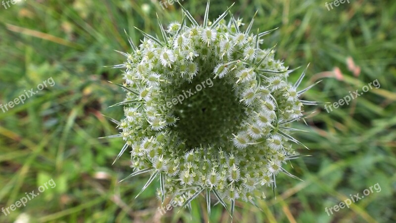 Flower The Ball Spikes Nature Flora