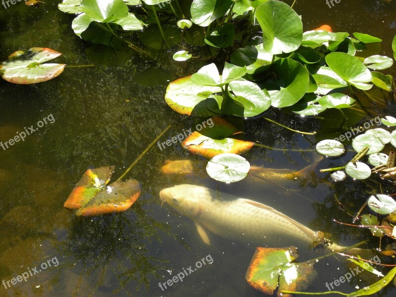 Water Fish Koi Carp Swim