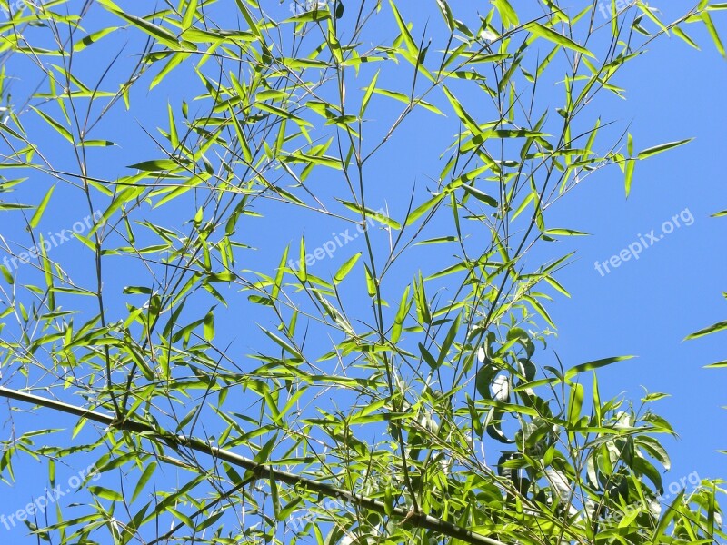 Bamboo Leaves Sky Blue Nature