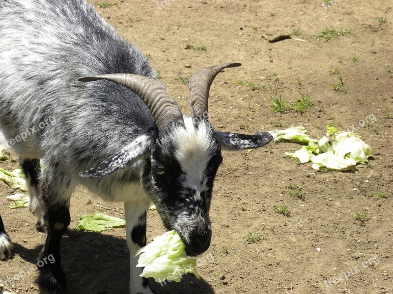 Goat Eat Lettuce Farm Animal