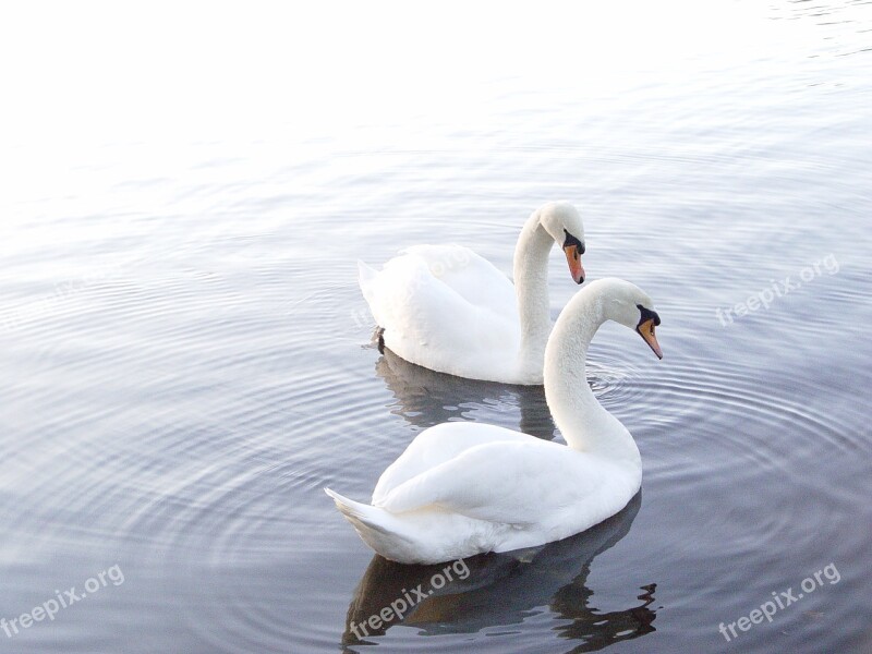 Swans Lake Nature Water Bird