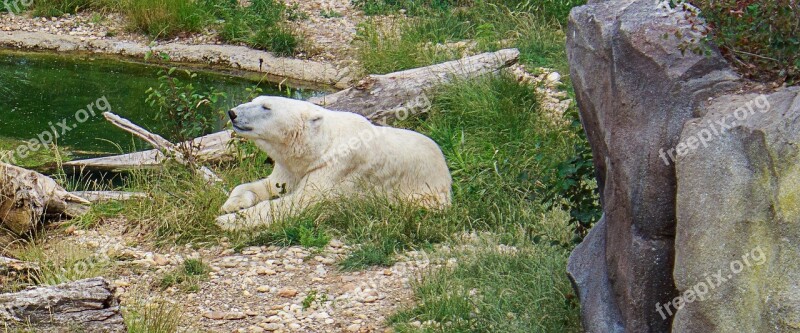 Polar Bear Bear Zoo Relax Water