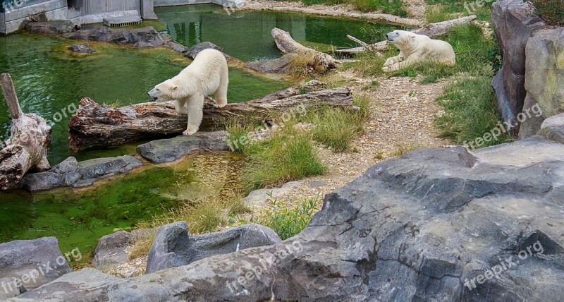 Polar Bear Bear Zoo Animal Animal World