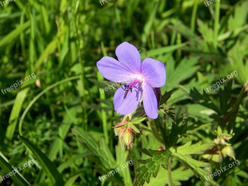 Geranium Flower Meadow Flowers Plant Blue Geranium