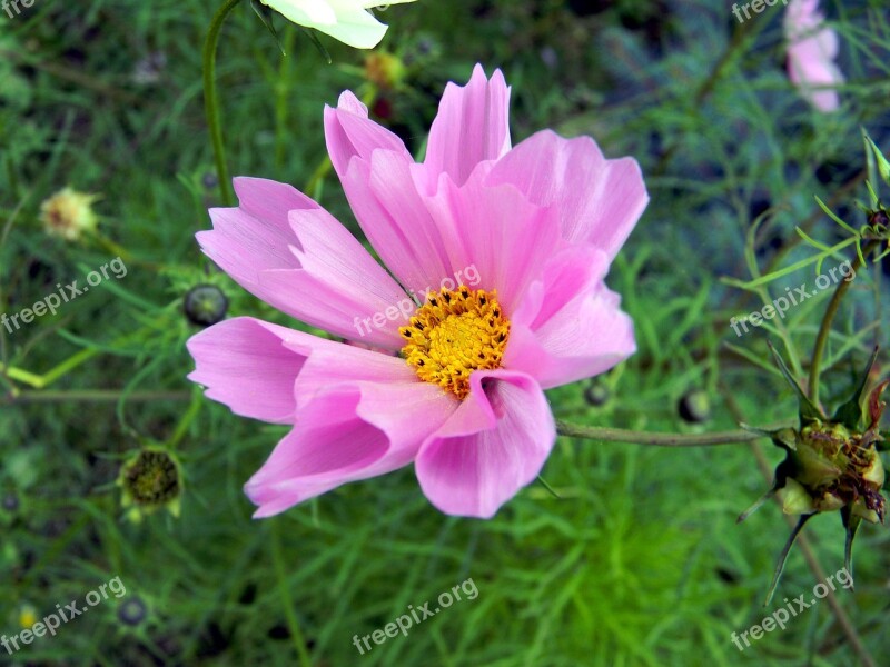 Cosmos Flower Garden Flowers Garden Nature