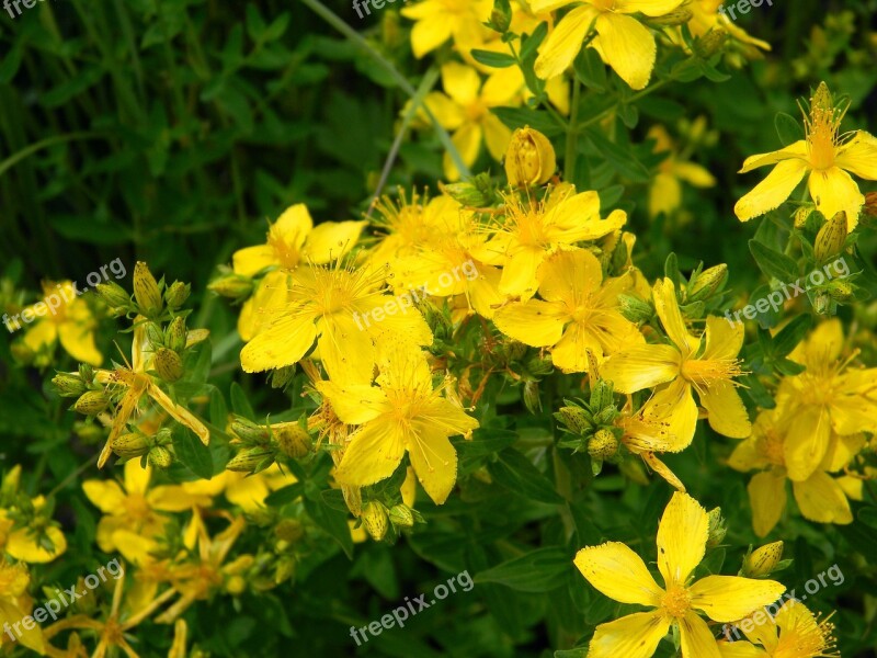 Tutsan Grass Wild Grass Bloom Plant